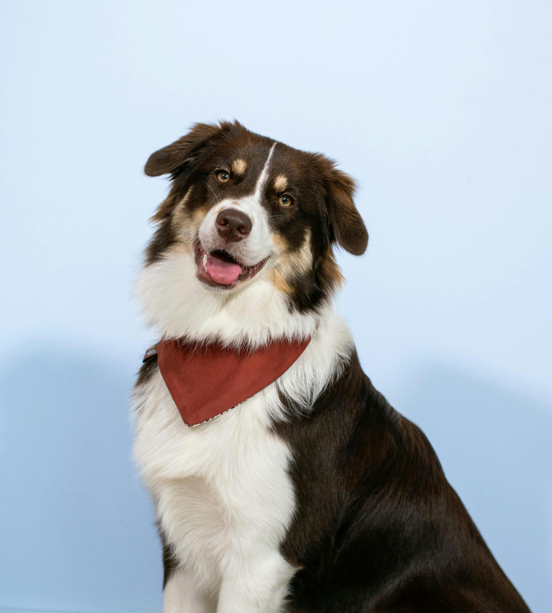 Portrait of an Australian Shepherd Dog